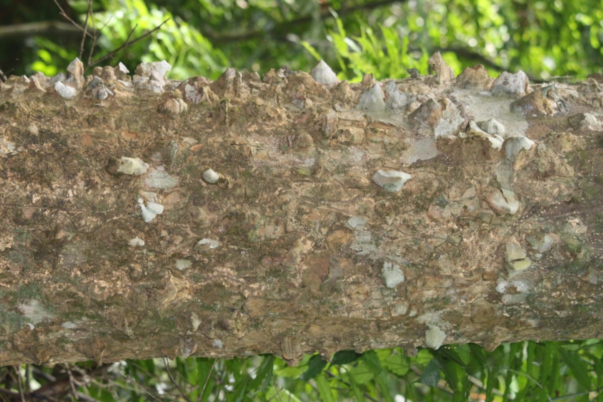 Zanthoxylum rhetsa (Roxb.) DC.